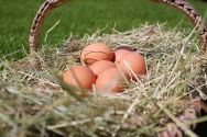 Unsere Bioland-Eier